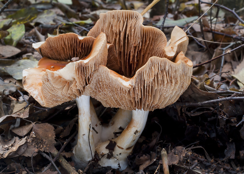 Cortinarius delibutus